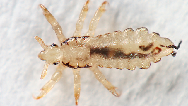Choose Lice doctors for treating your Head lice issue