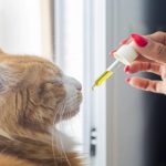 Cat breeds