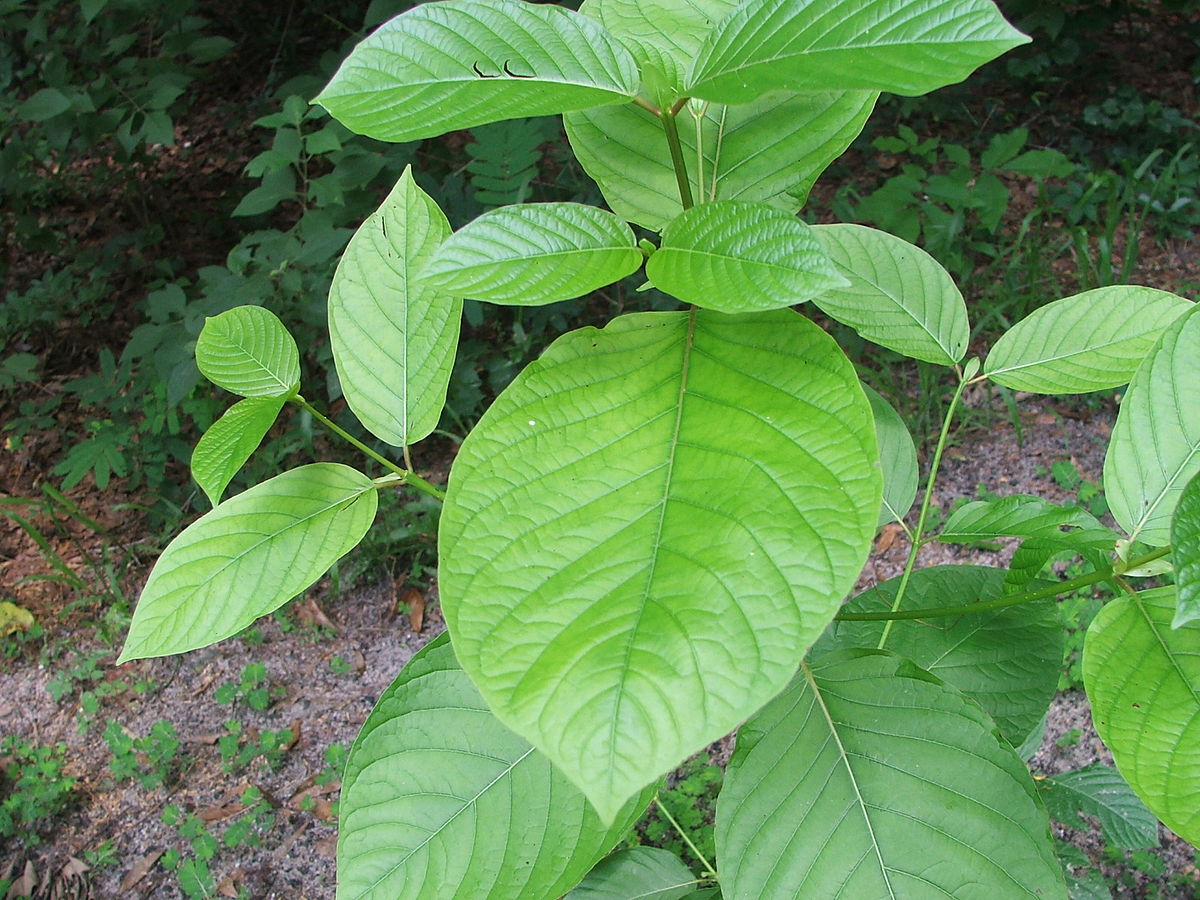 What is the Dosage and Frequency Use of Consuming Kratom?