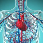 Beyond the Bench: Translating Dr. Mercola's Research into Heart Therapies